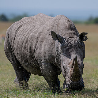 Ol Pejeta - Southern white rhino